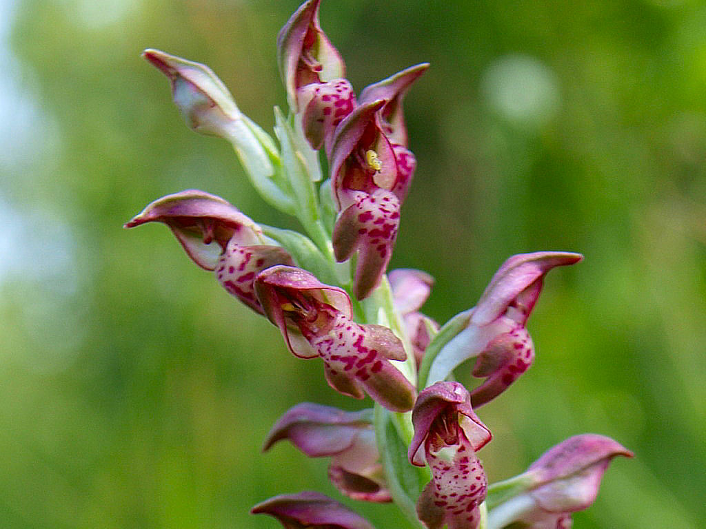 Cimicina o fragrans?